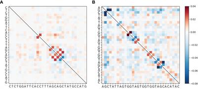 Correlations in Somatic Hypermutation Between Sites in IGHV Genes Can Be Explained by Interactions Between AID and/or Polη Hotspots